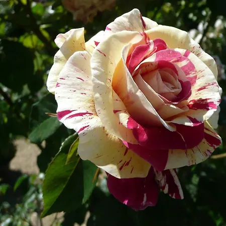 Manoir De La Pigeonnerie Couette-café *