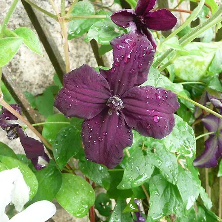 Couette-café Manoir De La Pigeonnerie Saint-Martin-du-Bois (Maine-et-Loire)