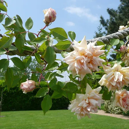 Couette-café Manoir De La Pigeonnerie Saint-Martin-du-Bois (Maine-et-Loire)